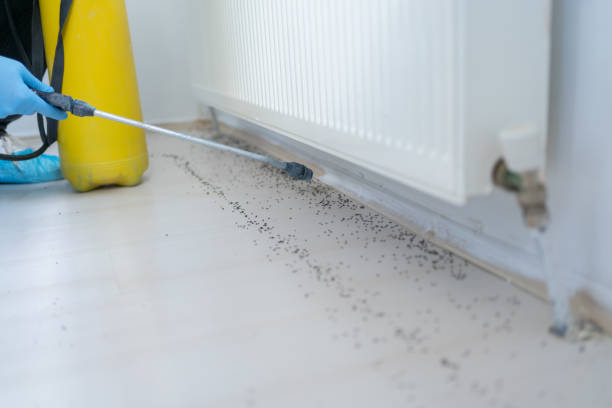 Best Wasp Removal Services  in Hubbard, TX